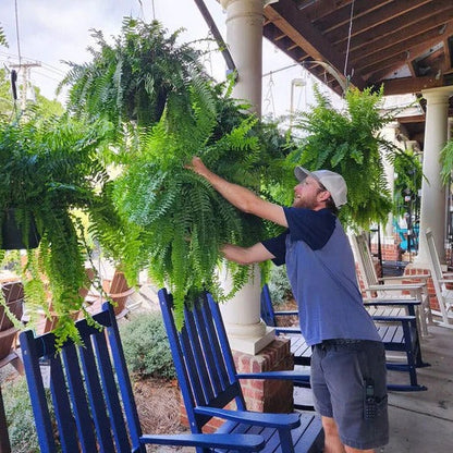 UV Resistant Lifelike Artificial Boston Fern For Outdoors